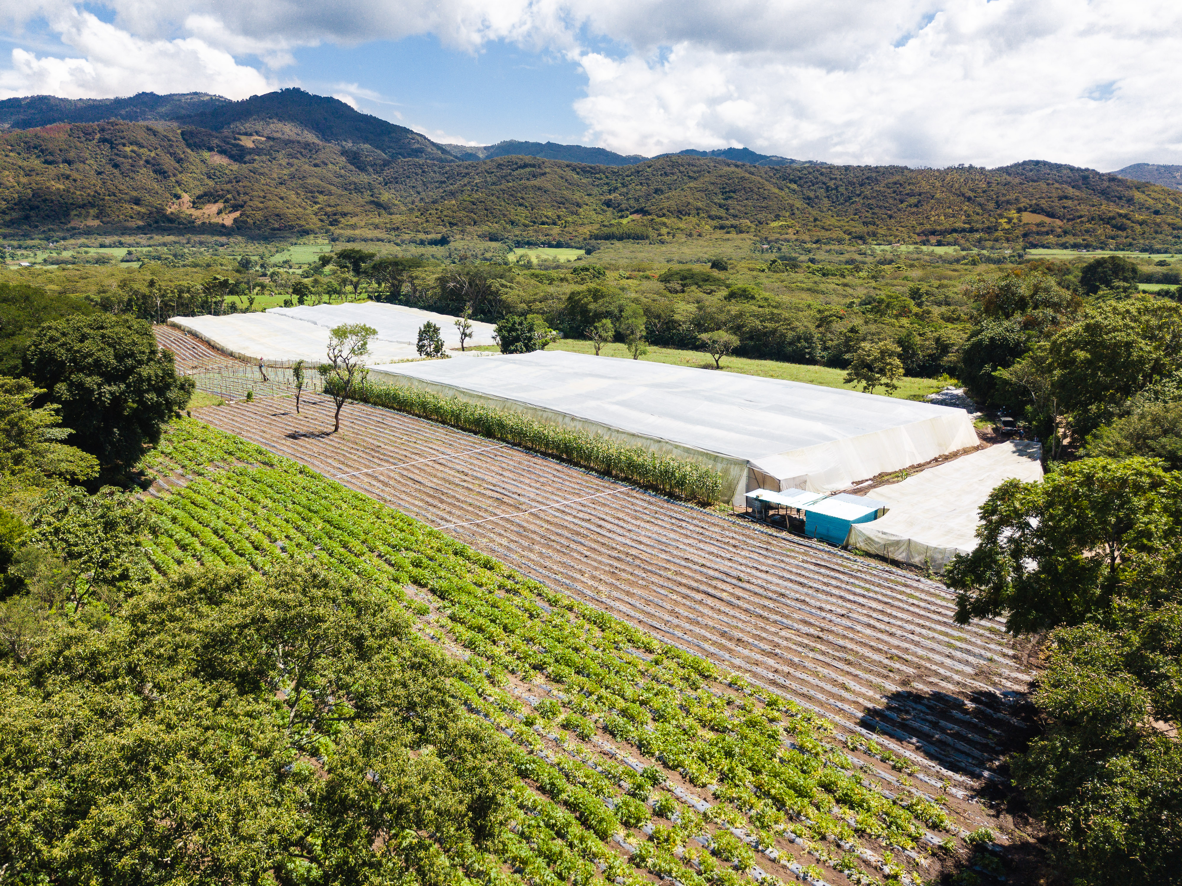 Hortícola de Chapas: el emprendimiento de tres socios que impactó la vida de muchas familias