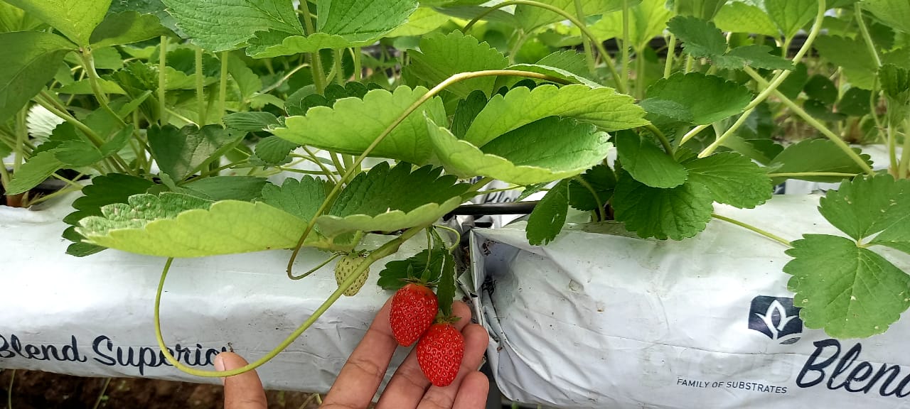 Walmart y productores de Jinotega logran la primera importación de plántulas de fresas en Nicaragua