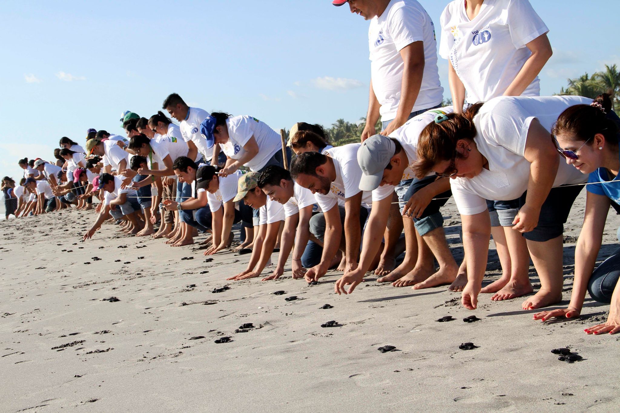 Liberación de tortugas en El Salvador