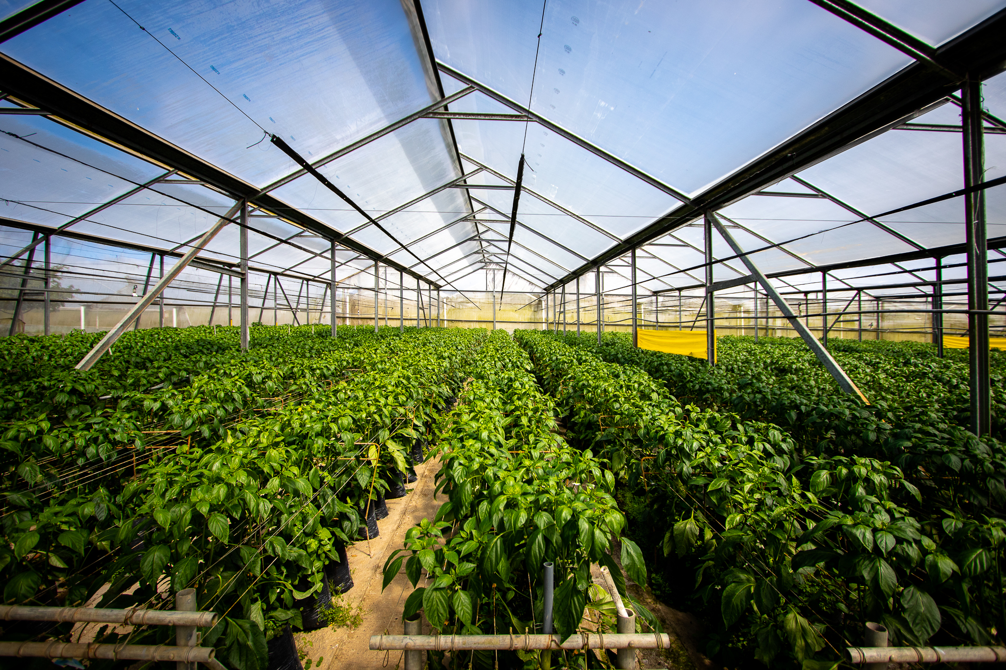 Walmart promueve cultivo bajo invernadero entre sus proveedores costarricenses