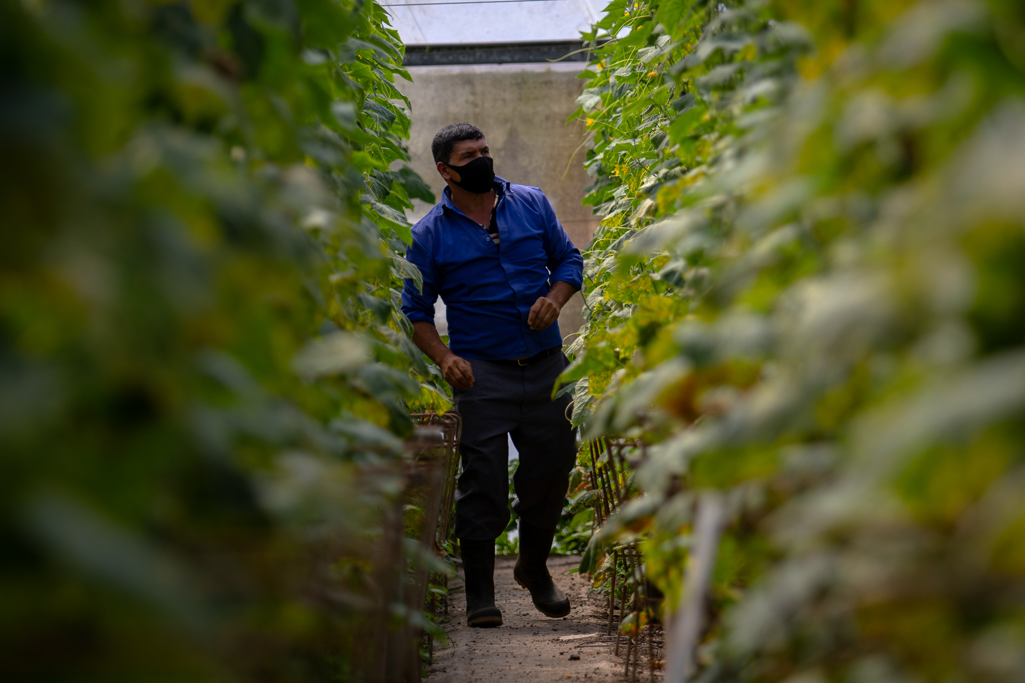 Walmart promueve cultivo bajo invernadero entre sus proveedores costarricenses 2